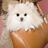 purse dog icon